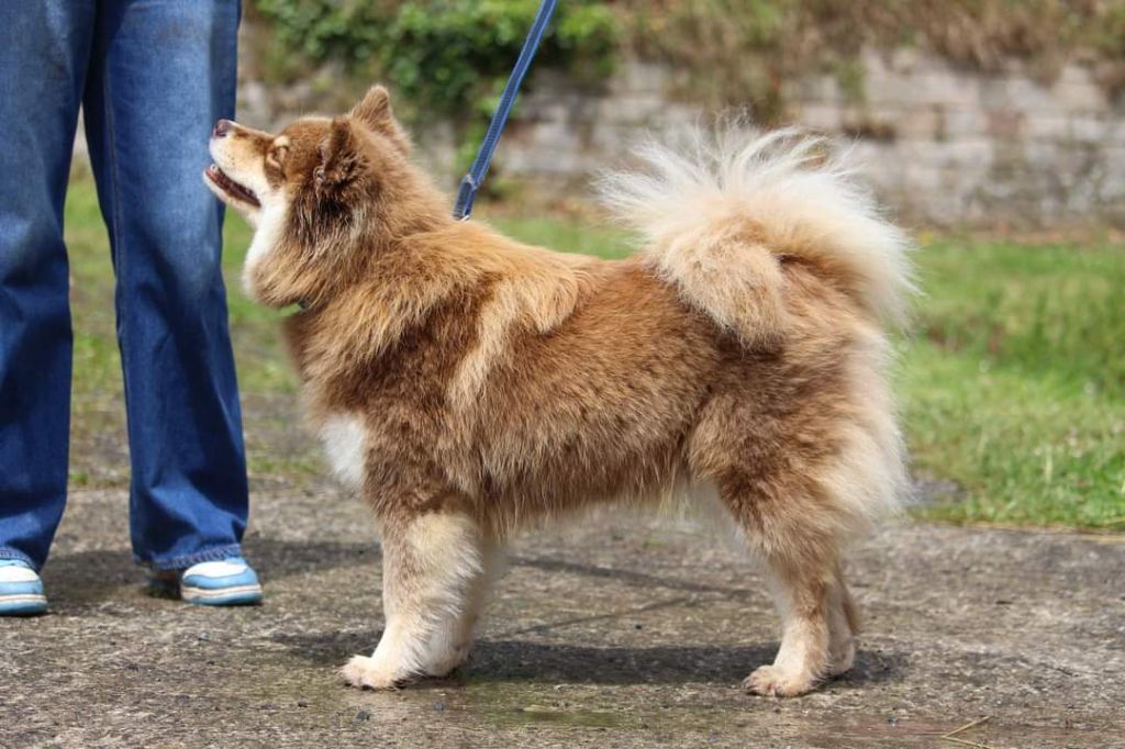 Les Chien finnois de Laponie de l'affixe Des Jardins De Julie