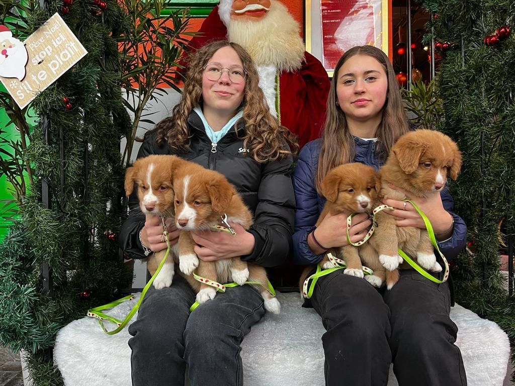 chiot Retriever de la Nouvelle-Ecosse Des Jardins De Julie