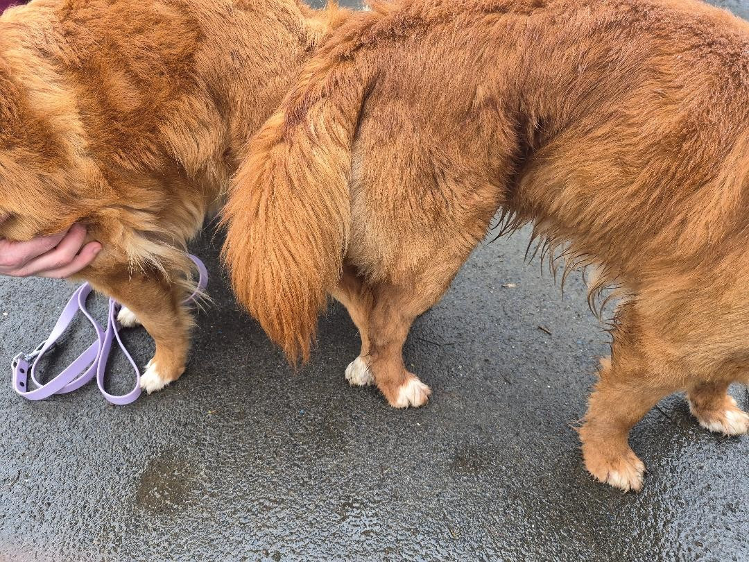 Saillie Viola et Tchad