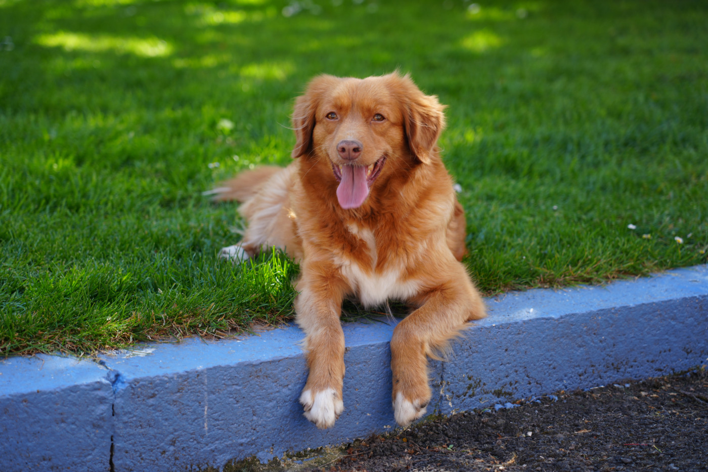 Chienne à placer pour retraite