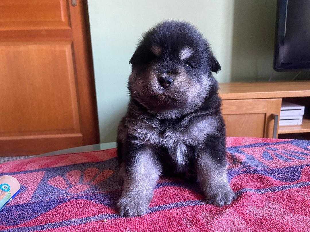 Des Jardins De Julie - Chien finnois de Laponie - Portée née le 05/10/2025