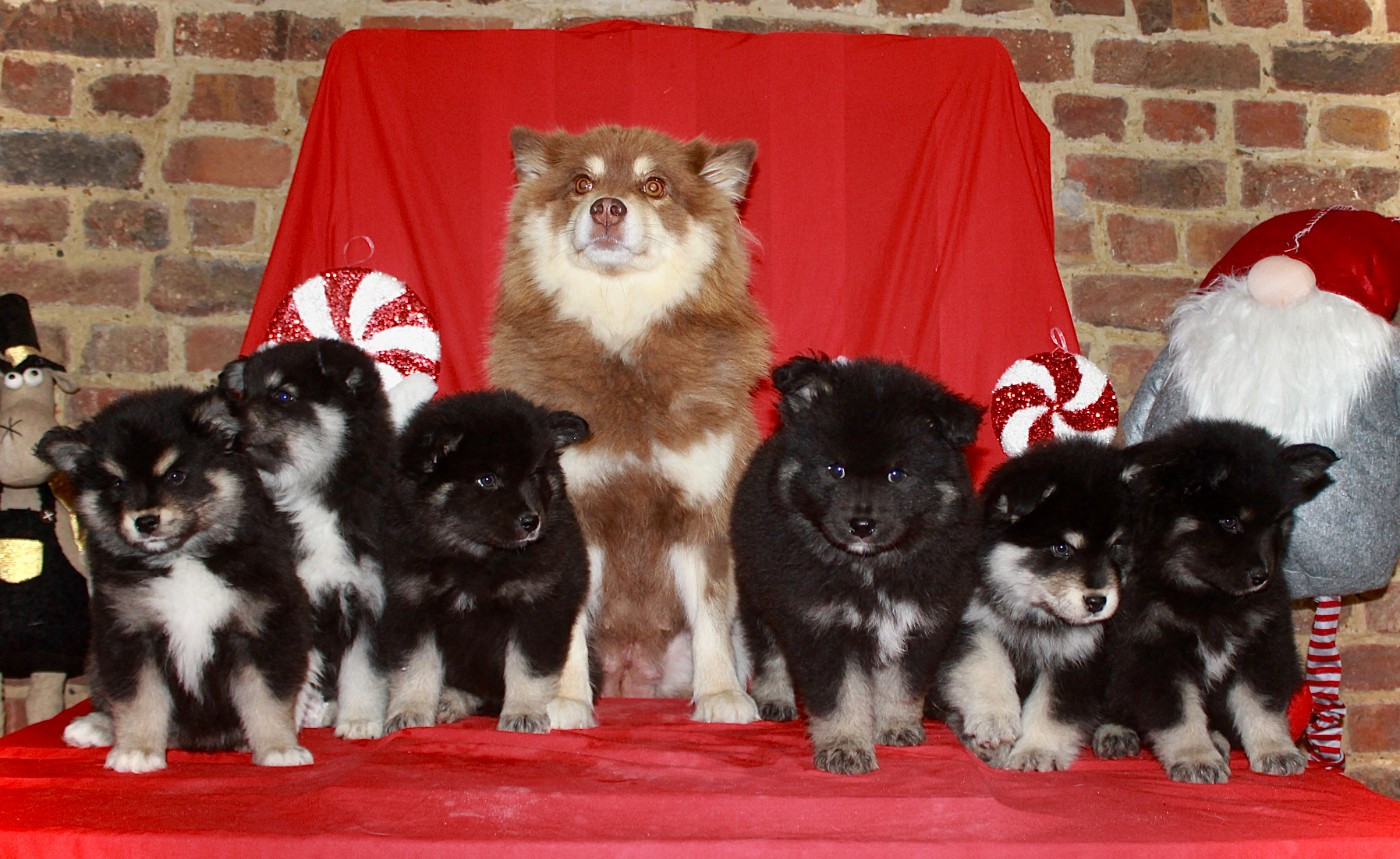 Des Jardins De Julie - Chien finnois de Laponie - Portée née le 05/10/2025