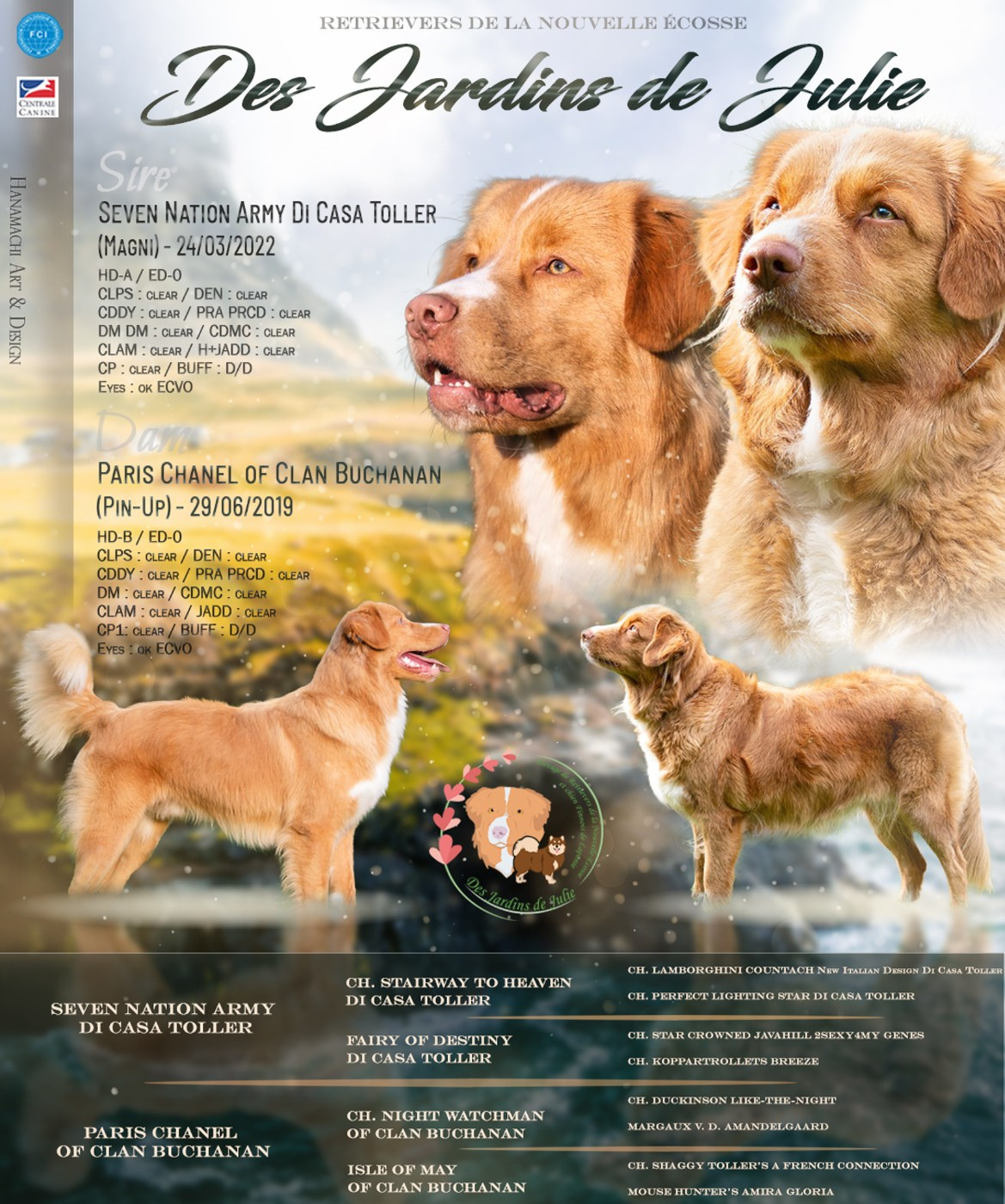 Des Jardins De Julie - Retriever de la Nouvelle-Ecosse - Portée née le 11/02/2025