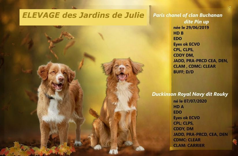 Des Jardins De Julie - Retriever de la Nouvelle-Ecosse - Portée née le 04/11/2023