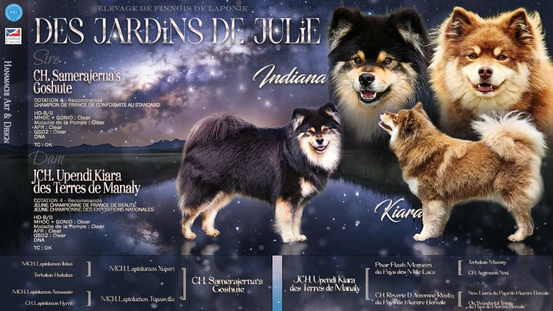 Des Jardins De Julie - Chien finnois de Laponie - Portée née le 05/10/2025