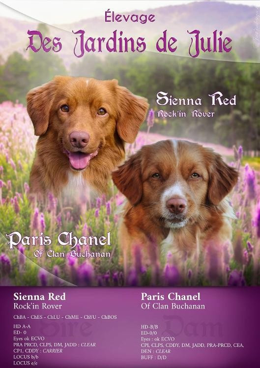 Des Jardins De Julie - Retriever de la Nouvelle-Ecosse - Portée née le 15/08/2022
